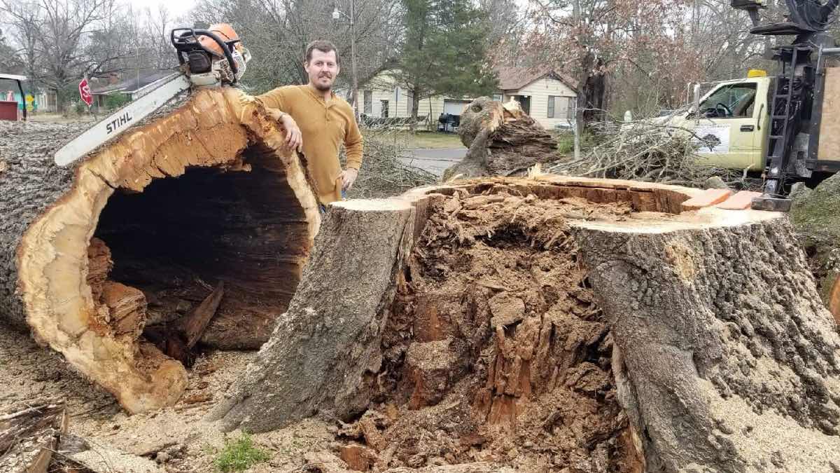 Cothran's Tree Service tree work photo