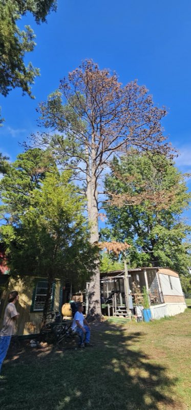 Cothran's Tree Service tree work photo