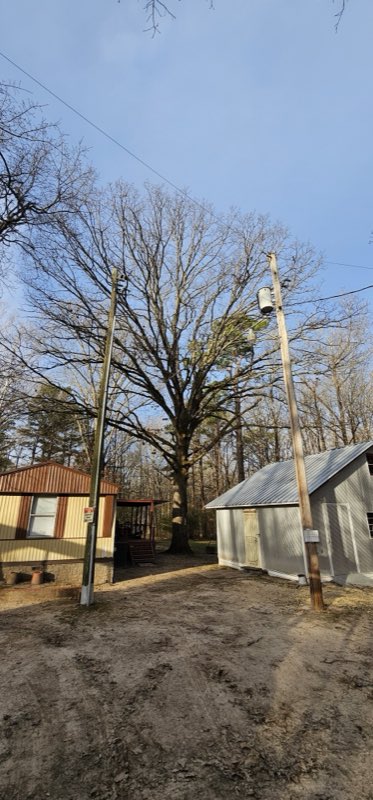 Cothran's Tree Service tree work photo