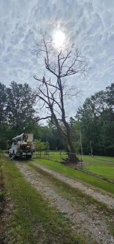 Cothran's Tree Service tree work photo