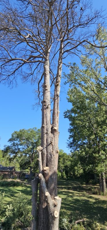 Cothran's Tree Service tree work photo