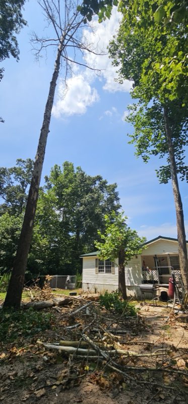 Cothran's Tree Service tree work photo