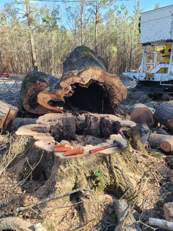 Cothran's Tree Service tree work photo