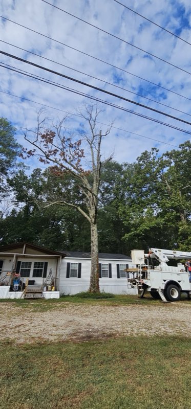 Cothran's Tree Service tree work photo